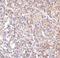 Lymphocyte Antigen 96 antibody, MA5-15765, Invitrogen Antibodies, Immunohistochemistry paraffin image 