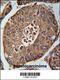 Succinate Dehydrogenase Complex Assembly Factor 3 antibody, 55-588, ProSci, Immunohistochemistry paraffin image 