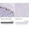 Guanylate Cyclase Activator 2A antibody, NBP1-89724, Novus Biologicals, Immunohistochemistry paraffin image 