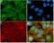 Hepatocyte Growth Factor antibody, 701283, Invitrogen Antibodies, Immunofluorescence image 
