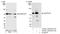 PC4 And SFRS1 Interacting Protein 1 antibody, NB110-40561, Novus Biologicals, Western Blot image 