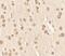 Nucleobindin 2 antibody, PA5-34526, Invitrogen Antibodies, Immunohistochemistry frozen image 