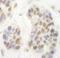 Cyclin Dependent Kinase 8 antibody, A302-501A, Bethyl Labs, Immunohistochemistry frozen image 