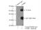 Complement Factor H Related 3 antibody, 16583-1-AP, Proteintech Group, Immunoprecipitation image 