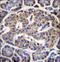 Eukaryotic Translation Initiation Factor 4H antibody, LS-C167712, Lifespan Biosciences, Immunohistochemistry paraffin image 