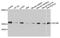 CD160 Molecule antibody, STJ110488, St John