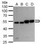 RuvB Like AAA ATPase 2 antibody, PA5-78342, Invitrogen Antibodies, Western Blot image 