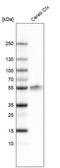 LIM Homeobox 2 antibody, NBP2-61435, Novus Biologicals, Western Blot image 