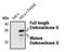 Endonuclease G antibody, PA5-17329, Invitrogen Antibodies, Western Blot image 