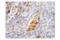 Interferon Induced Protein With Tetratricopeptide Repeats 1 antibody, 14769S, Cell Signaling Technology, Immunohistochemistry frozen image 
