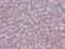 Lysine Demethylase 3B antibody, NBP1-77071, Novus Biologicals, Immunohistochemistry frozen image 