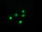 GDH antibody, TA501242, Origene, Immunofluorescence image 