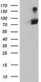 Arginyl Aminopeptidase antibody, TA503949S, Origene, Western Blot image 