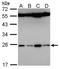Family With Sequence Similarity 9 Member B antibody, orb74295, Biorbyt, Western Blot image 