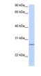 GrpE Like 2, Mitochondrial antibody, NBP1-54666, Novus Biologicals, Western Blot image 