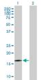 Rhotekin 2 antibody, H00219790-B01P, Novus Biologicals, Western Blot image 