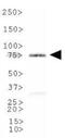 DNA Polymerase Iota antibody, GTX30135, GeneTex, Western Blot image 