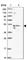 McKusick-Kaufman Syndrome antibody, HPA041071, Atlas Antibodies, Western Blot image 