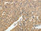 Proteasome 26S Subunit, Non-ATPase 3 antibody, CSB-PA938686, Cusabio, Immunohistochemistry frozen image 