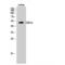 Glycogen Synthase Kinase 3 Alpha antibody, LS-C383889, Lifespan Biosciences, Western Blot image 