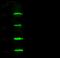 Tripartite Motif Containing 37 antibody, 101014-T32, Sino Biological, Western Blot image 