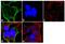 Adaptor Related Protein Complex 2 Subunit Alpha 1 antibody, MA3-061, Invitrogen Antibodies, Immunofluorescence image 