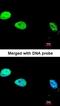 DNA Polymerase Delta 1, Catalytic Subunit antibody, orb73764, Biorbyt, Immunocytochemistry image 