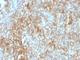 Basigin (Ok Blood Group) antibody, NBP2-44535, Novus Biologicals, Immunohistochemistry frozen image 