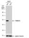 Thioredoxin Domain Containing 5 antibody, NBP2-20764, Novus Biologicals, Western Blot image 