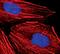 Lamin A/C antibody, PA5-17838, Invitrogen Antibodies, Immunofluorescence image 
