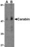 TBC1 Domain Family Member 10C antibody, MBS150488, MyBioSource, Western Blot image 