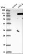 SRSF Protein Kinase 2 antibody, NBP1-87049, Novus Biologicals, Western Blot image 