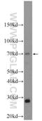 Autophagy Related 16 Like 2 antibody, 24322-1-AP, Proteintech Group, Western Blot image 