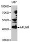 Apelin Receptor antibody, LS-C346068, Lifespan Biosciences, Western Blot image 
