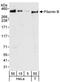 Filamin B antibody, NB100-88143, Novus Biologicals, Western Blot image 