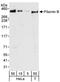 ABP-278 antibody, NB100-88143, Novus Biologicals, Western Blot image 