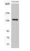MN1 Proto-Oncogene, Transcriptional Regulator antibody, STJ94167, St John