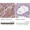 ADP-Ribosylhydrolase Like 1 antibody, NBP2-39073, Novus Biologicals, Immunohistochemistry paraffin image 