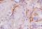 Collagen Type II Alpha 1 Chain antibody, orb221349, Biorbyt, Immunohistochemistry paraffin image 