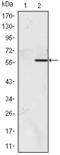 Nucleus Accumbens Associated 1 antibody, STJ98265, St John