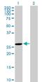 Dual Specificity Phosphatase And Pro Isomerase Domain Containing 1 antibody, H00338599-B01P, Novus Biologicals, Western Blot image 