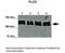 Phospholipase D2 antibody, PA5-40638, Invitrogen Antibodies, Western Blot image 