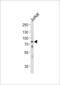 Heat Shock Protein Family A (Hsp70) Member 6 antibody, 63-604, ProSci, Western Blot image 