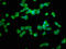 NLR Family Pyrin Domain Containing 1 antibody, LS-C398454, Lifespan Biosciences, Immunofluorescence image 