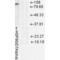 Heat Shock Protein 90 Alpha Family Class A Member 1 antibody, 11102, QED Bioscience, Western Blot image 