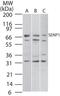 SUMO Specific Peptidase 1 antibody, GTX20254, GeneTex, Western Blot image 