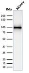 Cluster of Differentiation 10 antibody, AE00191, Aeonian Biotech, Western Blot image 