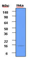 ISG15 Ubiquitin Like Modifier antibody, LS-C93758, Lifespan Biosciences, Western Blot image 