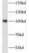 Cluster of Differentiation 10 antibody, FNab05230, FineTest, Western Blot image 