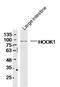 Hook Microtubule Tethering Protein 1 antibody, GTX51281, GeneTex, Western Blot image 